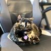 zoe.merby