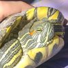 tiktortugabo