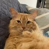 sircharlespurrs_and_dana