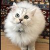 snowythewhitecat_00