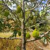 kebun_musangkingmerden