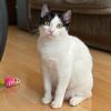 meowzerz_