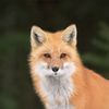 exhaustedfoxo