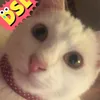 _elie_dyrs