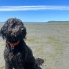 cooper_the_goldendoodle9