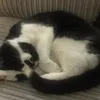 thebacklistbab