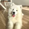 okokok___333