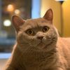 big_cat_virgil