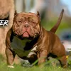 rubiobull.s