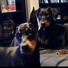 anya_doug_doberman