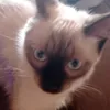 bludesquizo