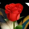 user6618174214706