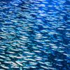 one_million_fish