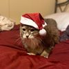 tranthecat