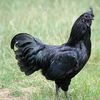 blackchicken07