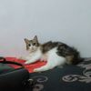 seniindriyani03