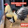 bestbird.gamefarm