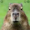 capybaroe