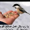zahrastaaar