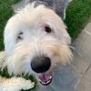 chefthesheepdog