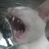 hcetacm