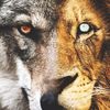 mohammedalassaf50