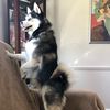 bluethepomsky22