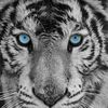 alegna_like_2020