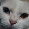 thejenaarcipe05101988