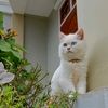 white.cat438
