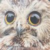 anfkinowl