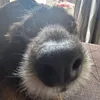 chazzyboo__