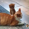 Calmingcat