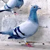 mnt_dr01