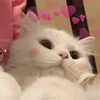 xinhgainhunglaixauxi