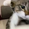 .yeuembangcatinhmang