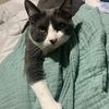 kittymoo53