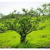 sameeroman818