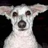 debbieryal