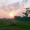 wong_1unik