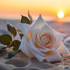 just_mj_8508