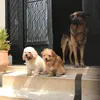 mybabydogsandme