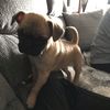 lilfrug