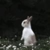 thelittlebunny79