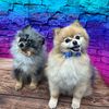 pumpkin_and_pai_poms