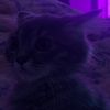 cat.yd
