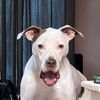 pitbullsoverpeople