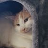 enzo_the_boy