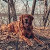 golden_tuck
