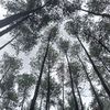 azanaia